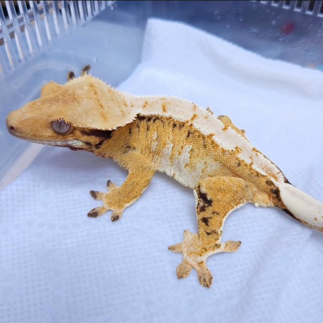 Normal Tri Extreme Harlequin