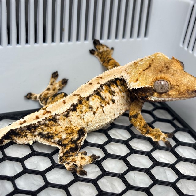 Tri Normal Extreme Harlequin