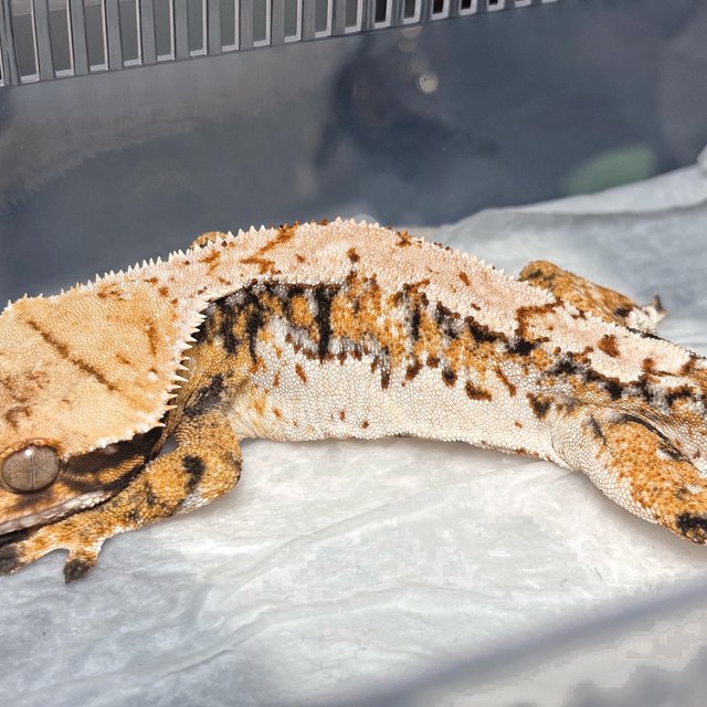 Normal Tri Extreme Harlequin White Spot