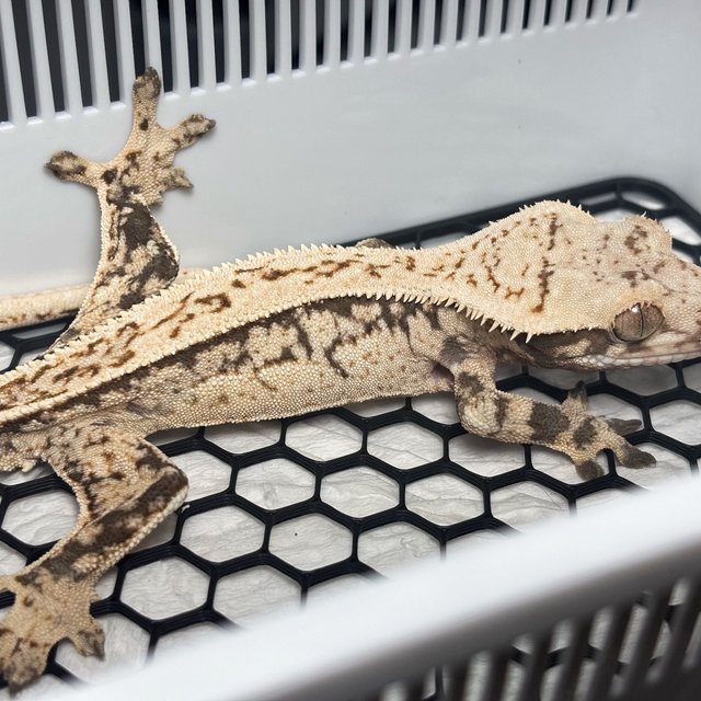 Normal Quad Full Pinstripe