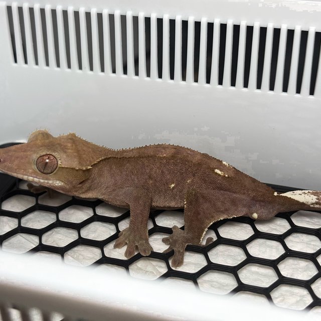 Axanthic