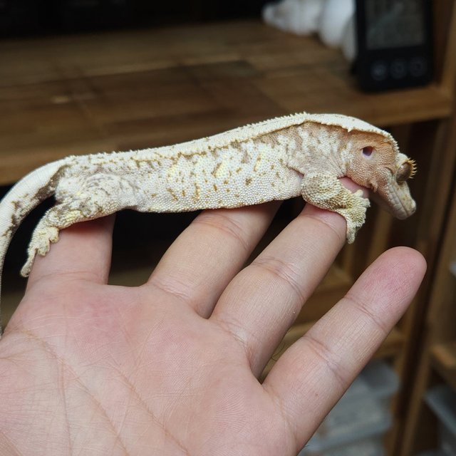 Normal Cream Creamsicle