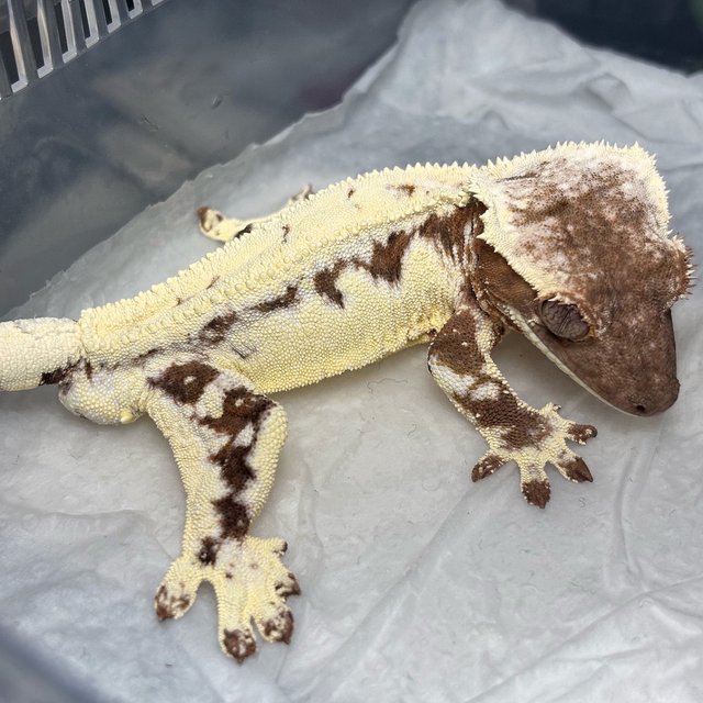 Frappuccino