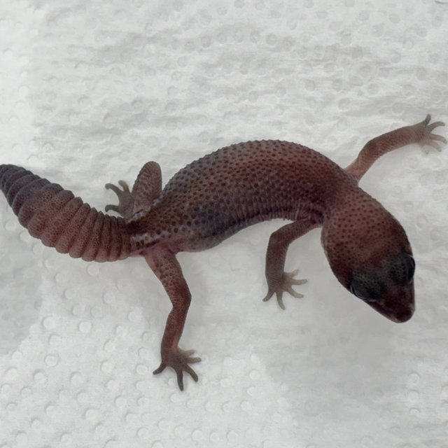Oreo Patternless