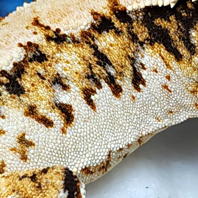 노멀 트라이 익스트림할리퀸