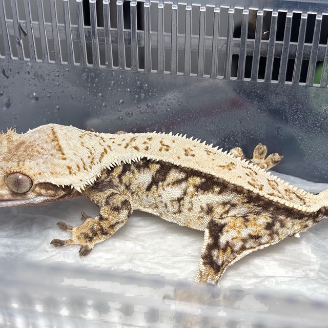 Normal Quad Full Pinstripe White Spot Drippy