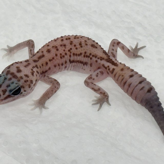 White Out Oreo Patternless