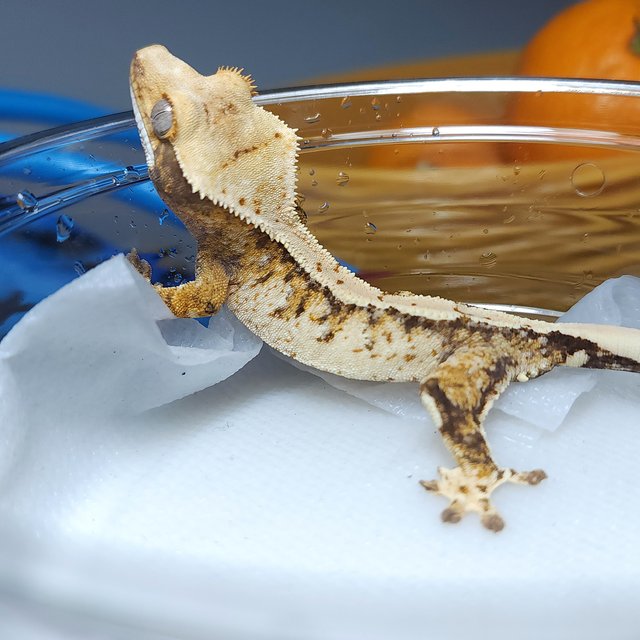 노멀 트라이 익스트림할리퀸 화이트핀 솔리드백