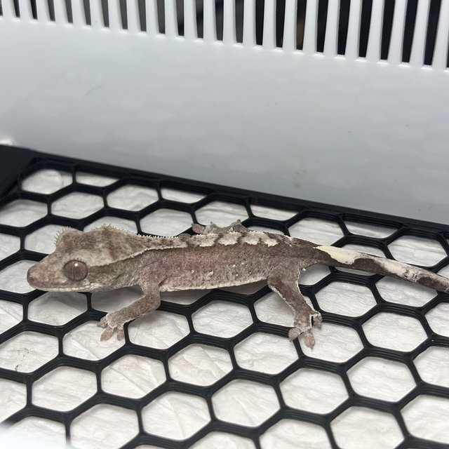 Axanthic