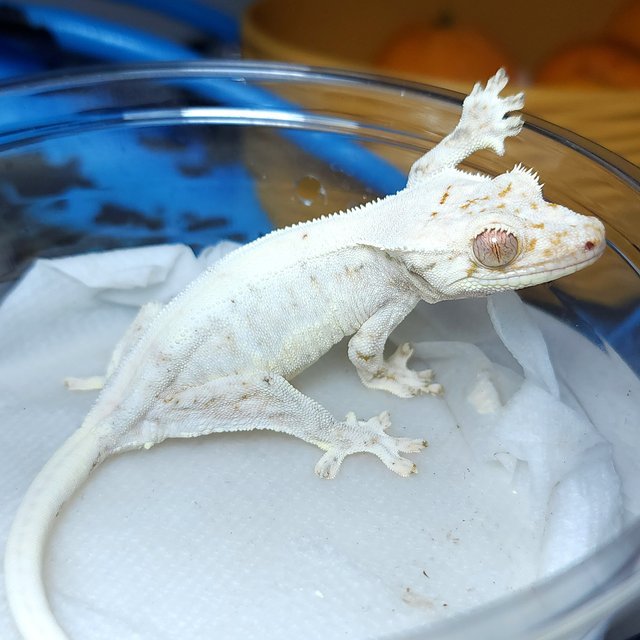 릴리화이트 트라이 솔리드백