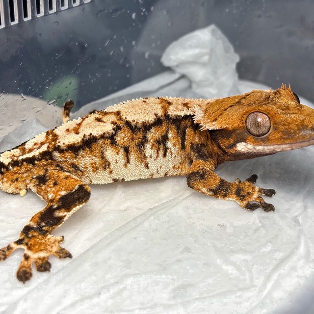 Tri Normal Tangerine Extreme Harlequin