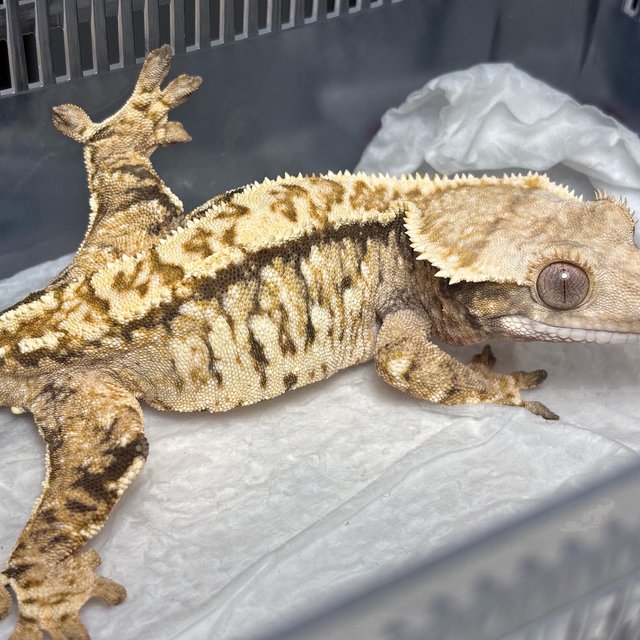 Normal Tri Extreme Harlequin White Crown White Spot