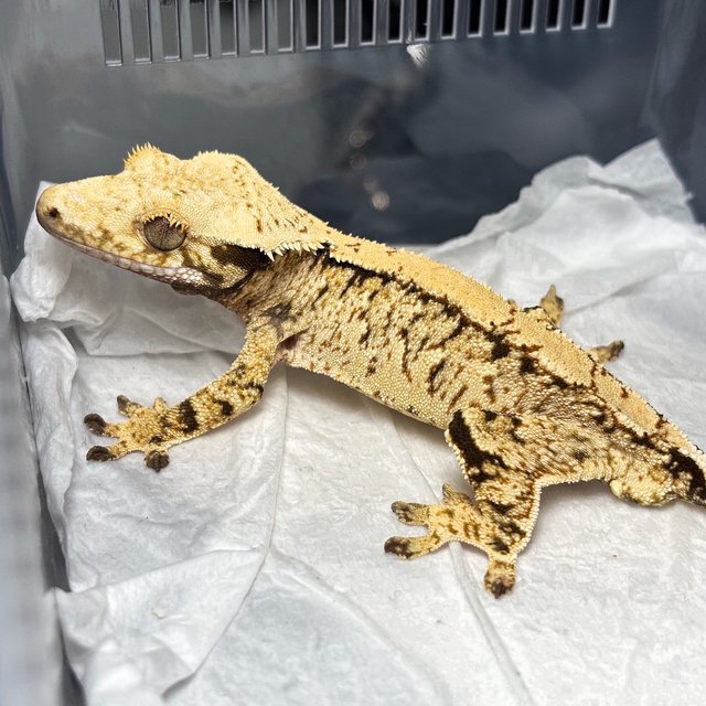 White Spot Normal Extreme Harlequin Tri
