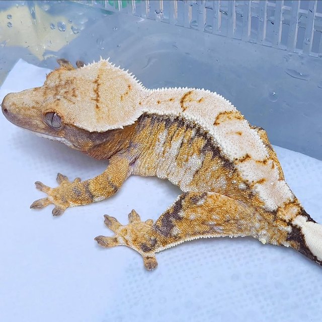 Normal Tri Extreme Harlequin Drippy