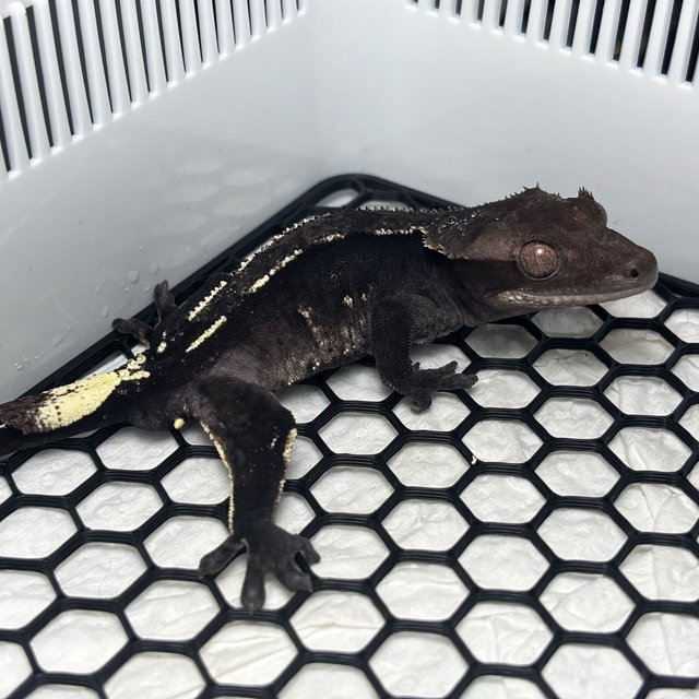 Axanthic