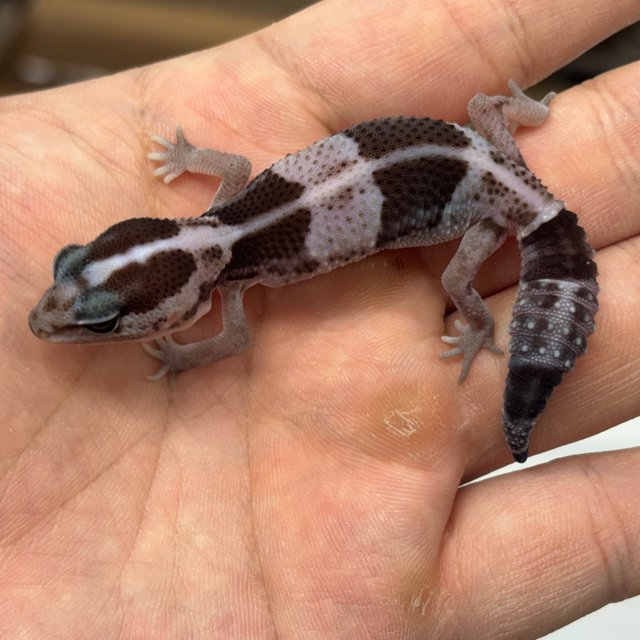 Oreo Het Ghost