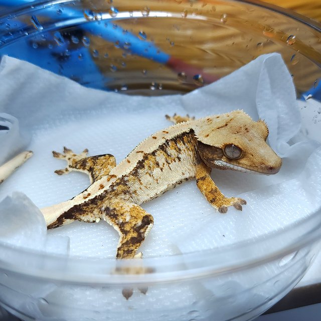 노멀 트라이 익스트림할리퀸 화이트핀 솔리드백