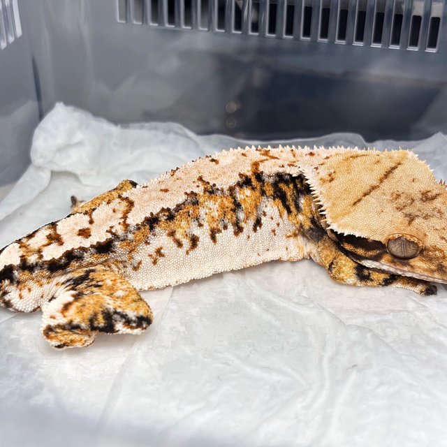 Normal Tri Extreme Harlequin White Spot