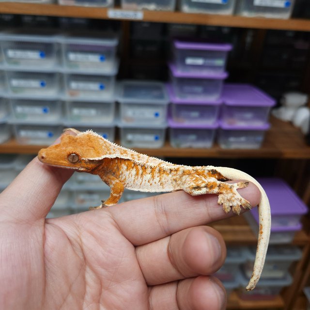 Tri Extreme Harlequin Tangerine