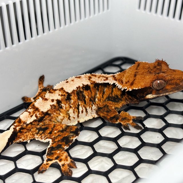 Normal Tri Extreme Harlequin Tangerine