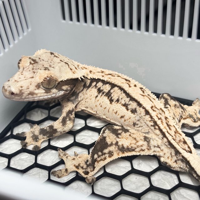 Normal Quad Full Pinstripe