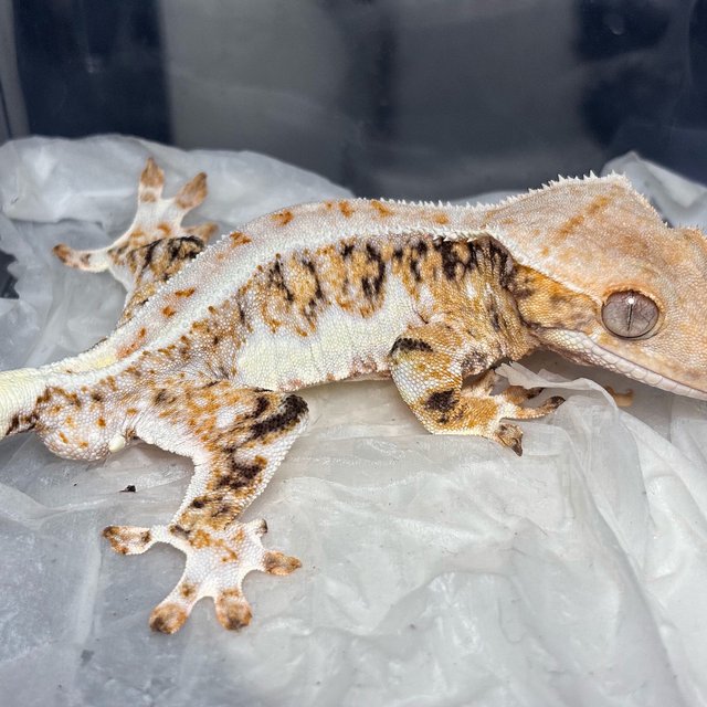 Lilly White Tri Tangerine
