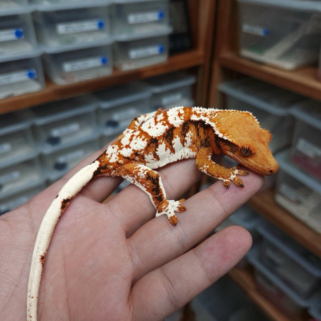 Normal Tri Extreme Harlequin Tangerine