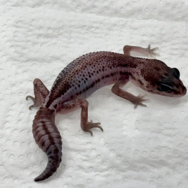 Patternless Oreo