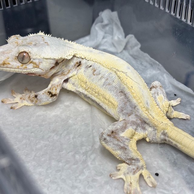 Lilly White