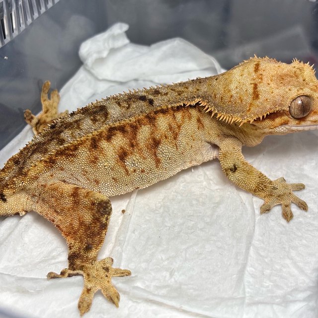 Normal Phantom Creamsicle Tiger