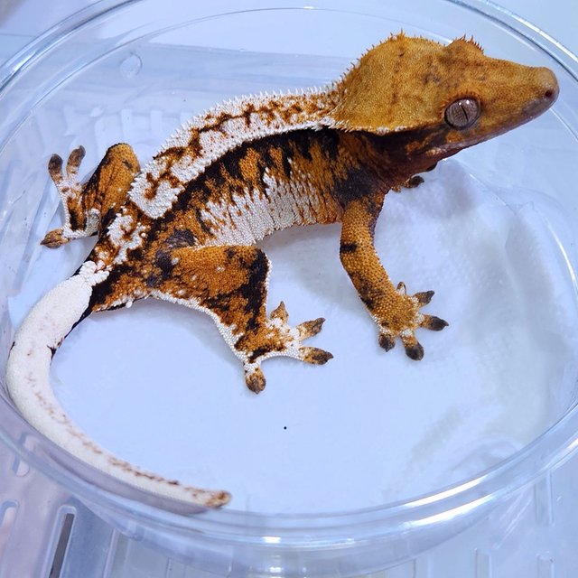 Normal Tri Extreme Harlequin