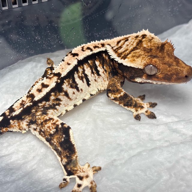 Normal Tri Extreme Harlequin