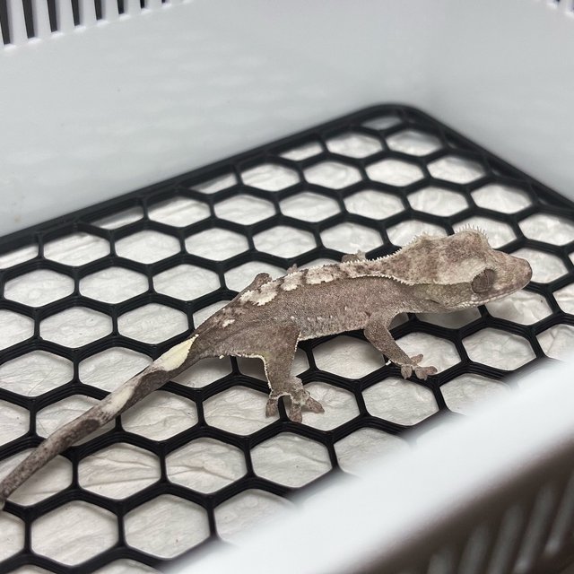 Axanthic