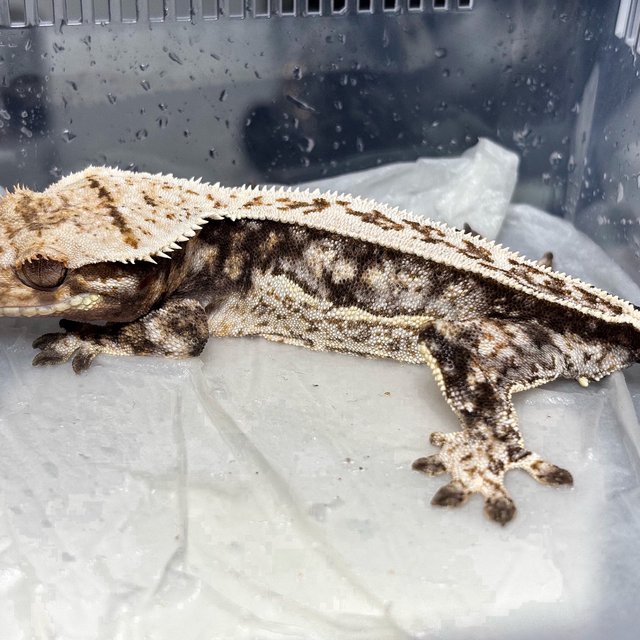 Normal Quad Full Pinstripe White Spot
