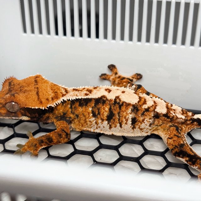 Normal Tri Extreme Harlequin Tangerine