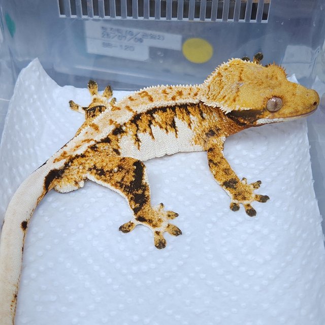 Normal Tri Extreme Harlequin