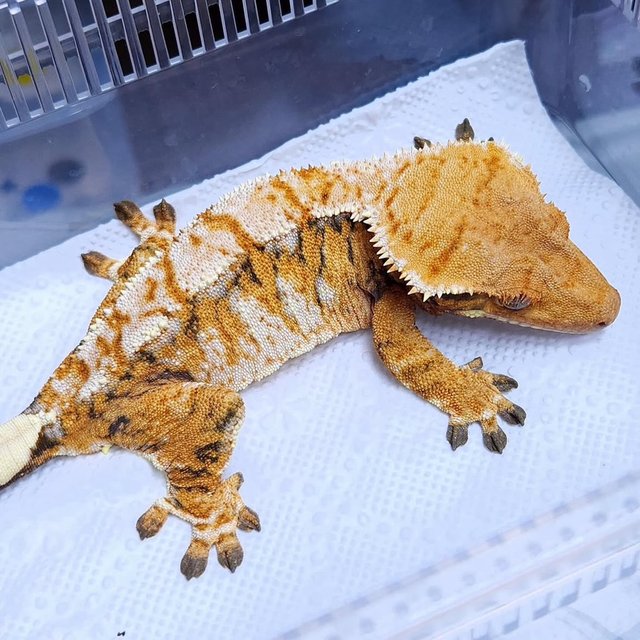 Normal Tri Extreme Harlequin Tangerine