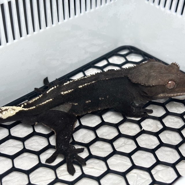 Axanthic