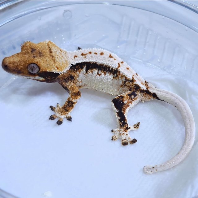 Normal Tri Extreme Harlequin White Spot