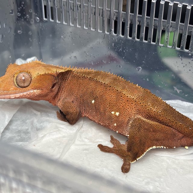 Dalmatian Red Dark Buckskin