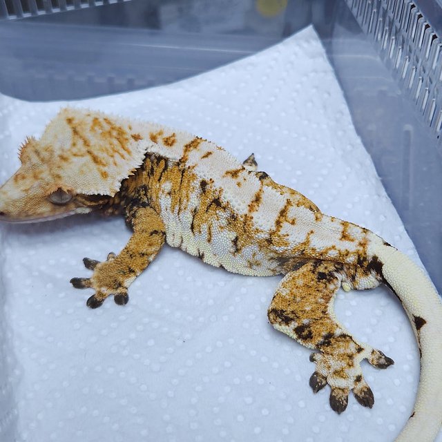 Extreme Harlequin Normal Tri