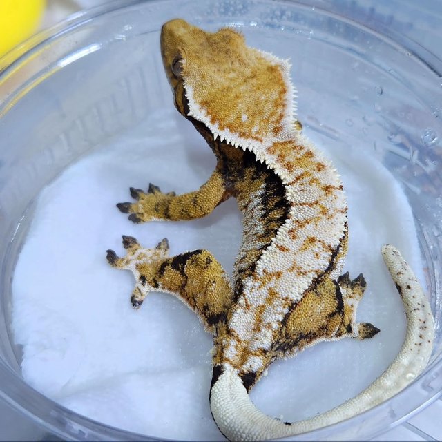 Normal Tri Extreme Harlequin White Crown