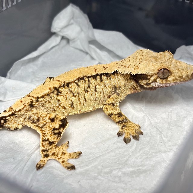 White Spot Normal Extreme Harlequin Tri