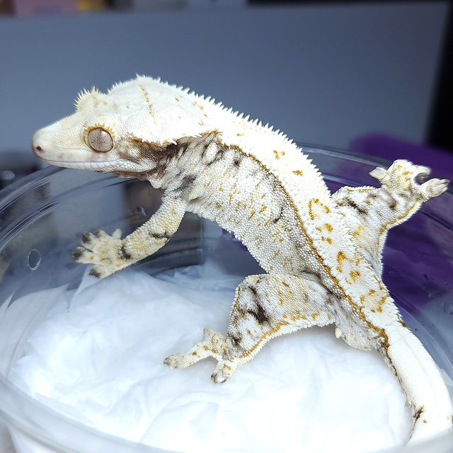 Normal Tri Drippy Extreme Harlequin Quad White Spot