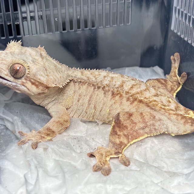 Normal Red Creamsicle Phantom