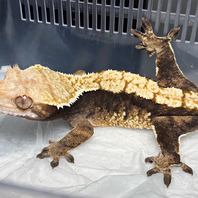 Normal Tri Harlequin White Crown White Spot