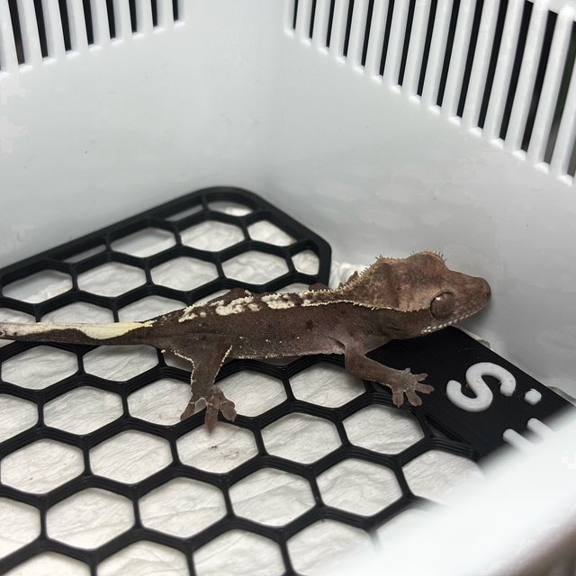 Axanthic