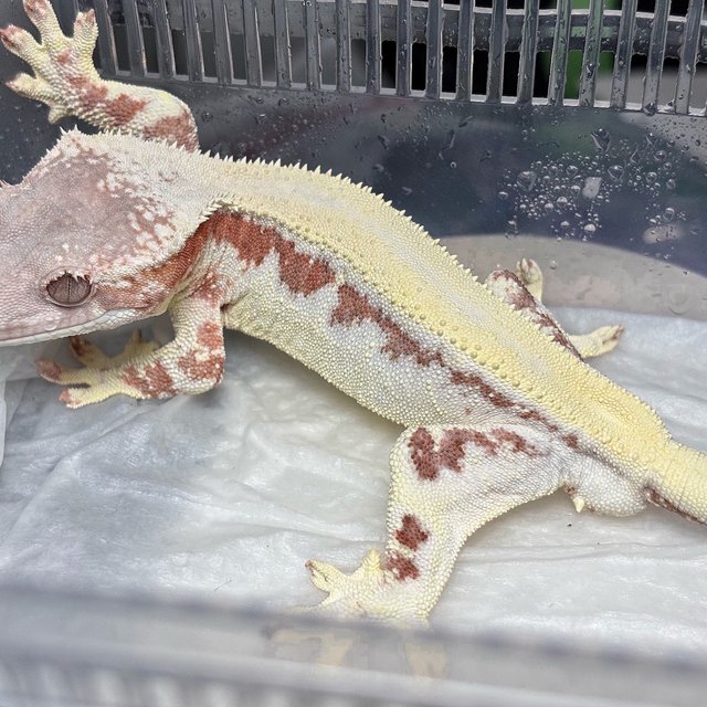 LW Sable 100% Het Axanthic Solid Back Creamsicle