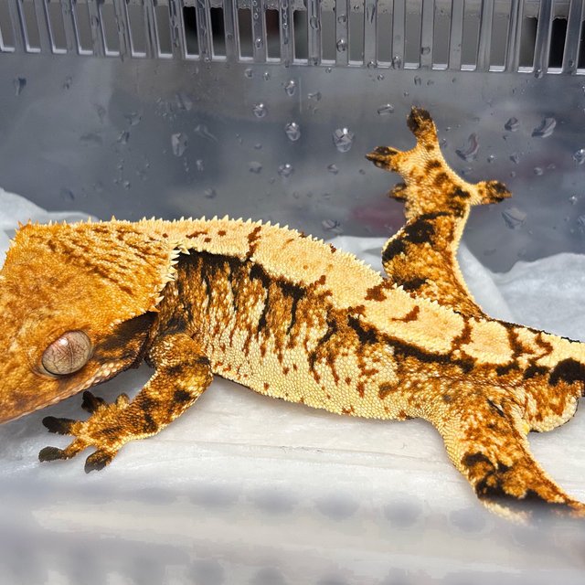 Normal Tri Extreme Harlequin White Spot Tangerine