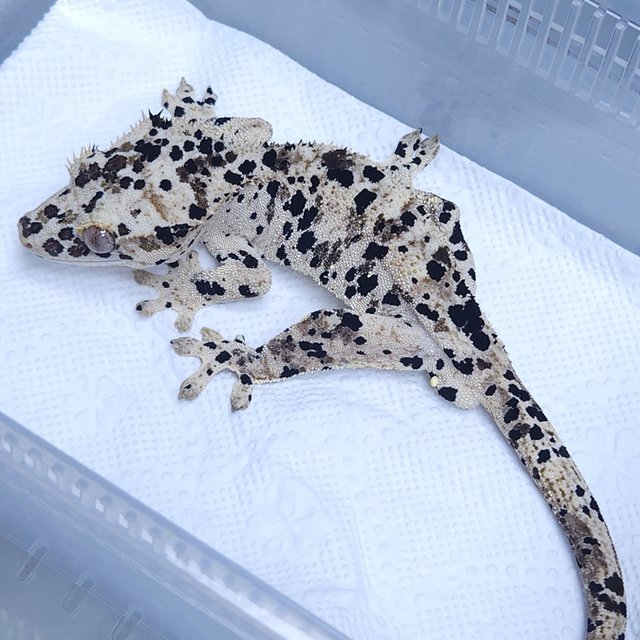 Normal Super Dalmatian